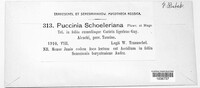Puccinia dioicae var. schoeleriana image